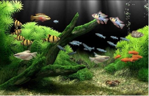 夢幻水族館屏保
