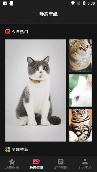 貓咪壁紙(Kittens Wallpapers)