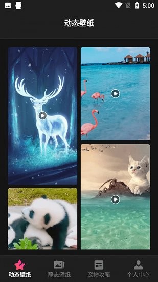 貓咪壁紙(Kittens Wallpapers)