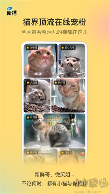哈啰街貓app